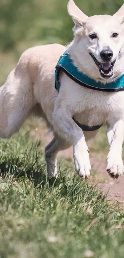 A happy dog running on a grassy trail with a joyful expression.