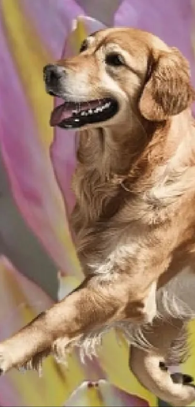 Golden Retriever jumping with colorful petals in background.