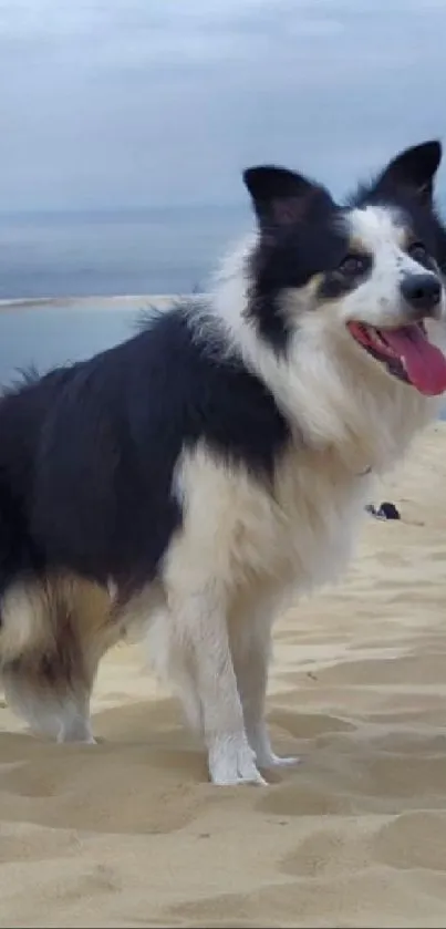 Border Collie stands on sandy dunes near ocean.