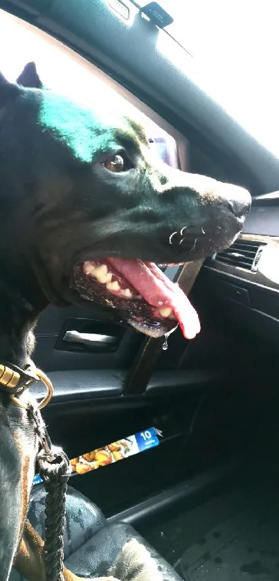 Black dog sitting in car with tongue out, looking happy.