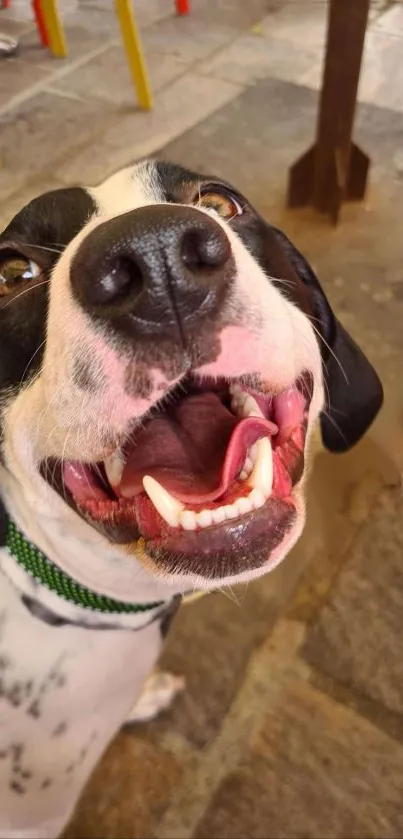 Close-up of a happy black and white dog with a playful smile.