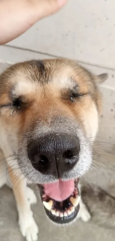 Smiling dog close-up with eyes closed and tongue out.