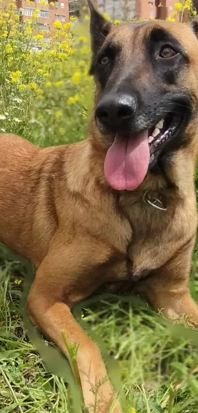 Joyful dog lying in a meadow full of yellow flowers under a clear sky.