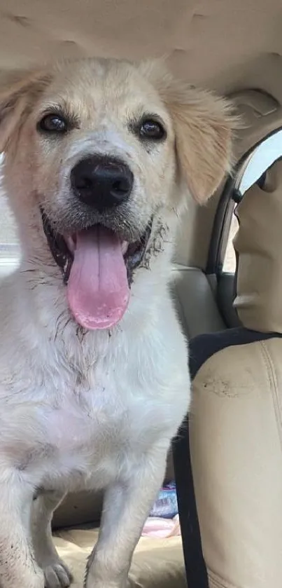 Happy dog sitting in a car, smiling with tongue out.