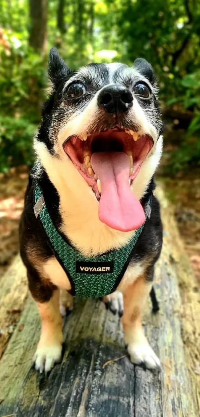 Joyful black and white dog on a forest trail with lush greenery.