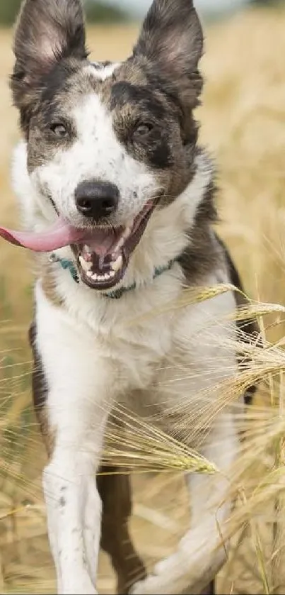 Joyful dog running through golden wheat field.