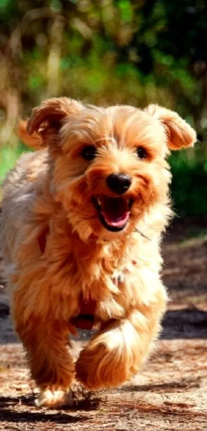 A happy dog running on a sunny nature path.