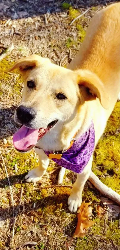 Joyful dog with bandana on forest floor in sunshine.