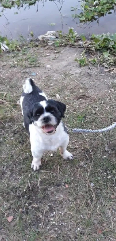 A happy black and white dog on a leash by a riverbank.