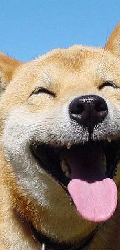 Smiling dog enjoying a sunny day in a lush green field.