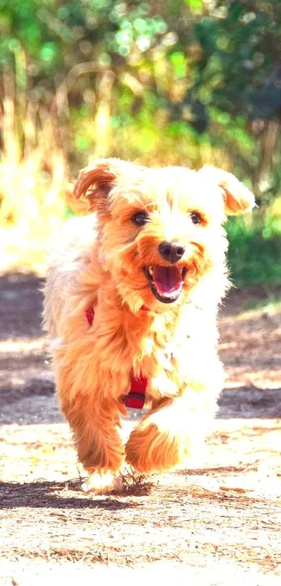 Joyful dog running on sunlit path.