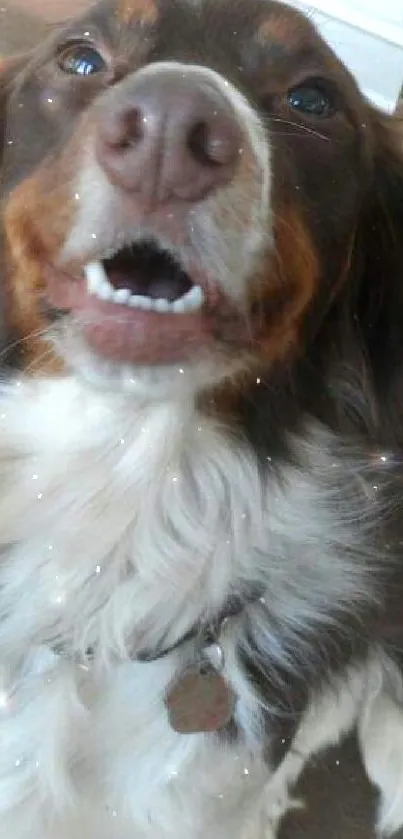 Happy brown and white dog with open mouth, looking up.