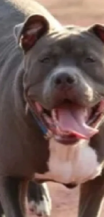 Joyful dog strolling on a dusty path, radiating happiness.