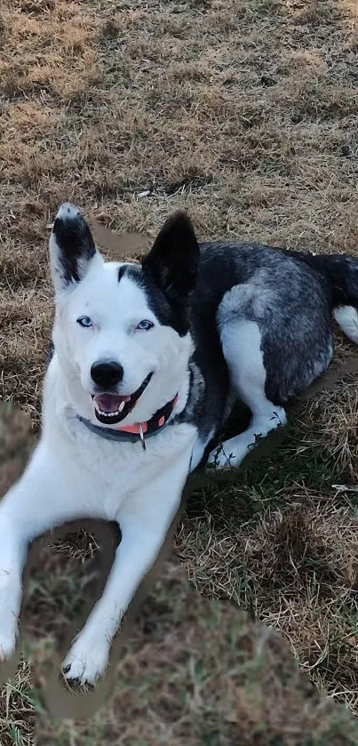 Happy dog lying on the grass in a sunny field.