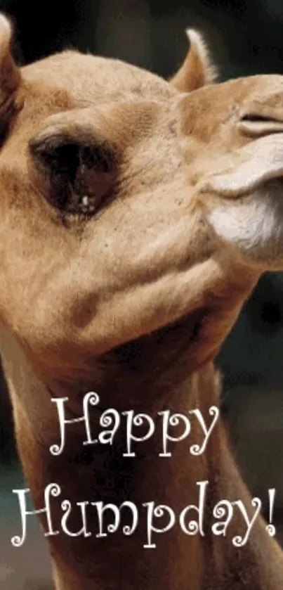 Humorous camel photo with 'Happy Humpday' text for a fun wallpaper.