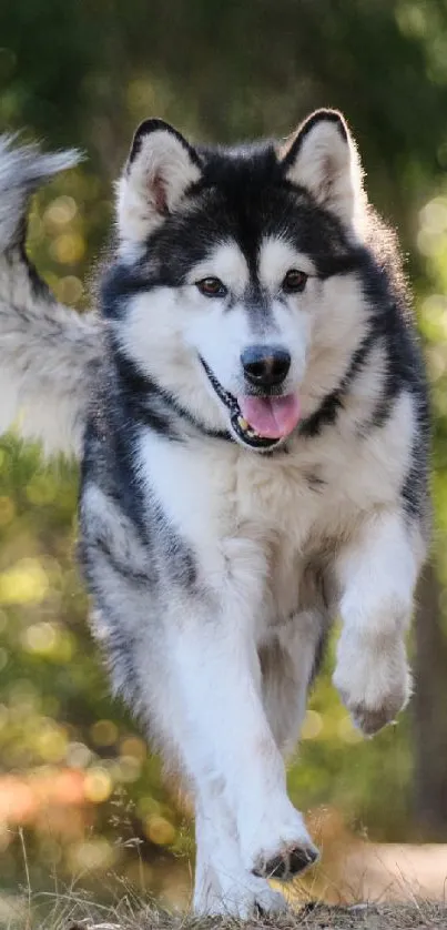Husky joyfully runs through a sunlit forest, capturing the essence of nature.