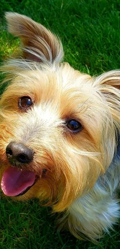 Cheerful terrier dog on green grass, tongue out and ears perked up.