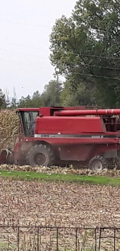 Red tractor harvesting corn in a vibrant field.