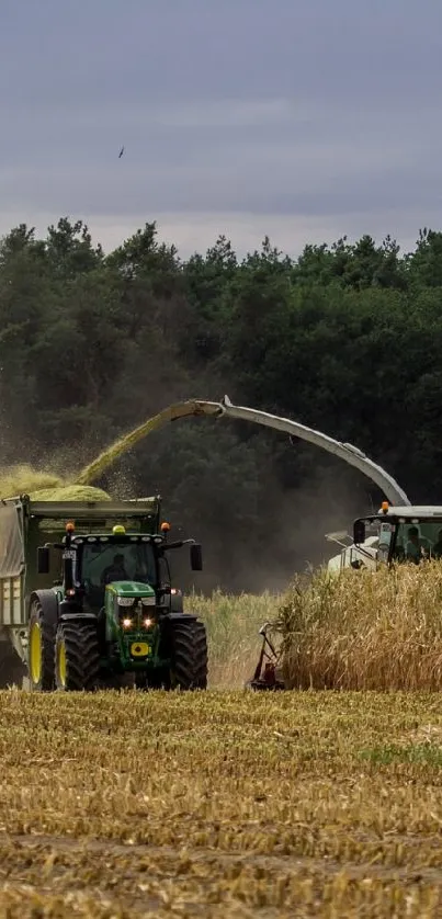 Tractors harvesting a cornfield in evening light.