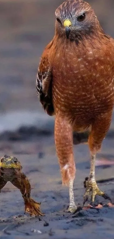 Majestic hawk and frog strolling together on natural landscape.