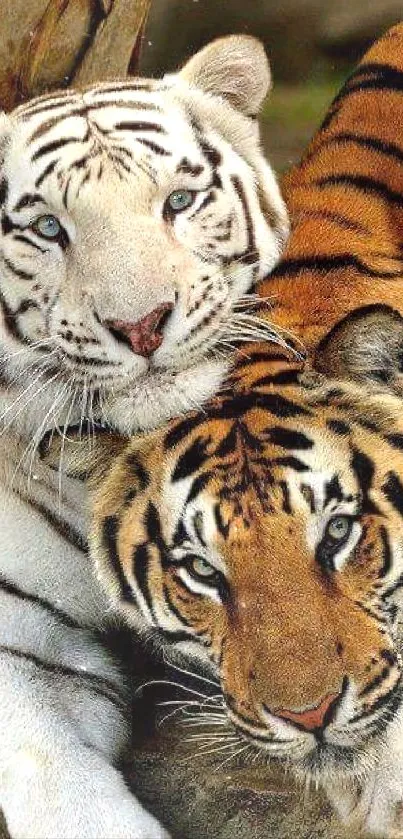 Head Bengal Tiger Siberian Tiger Live Wallpaper