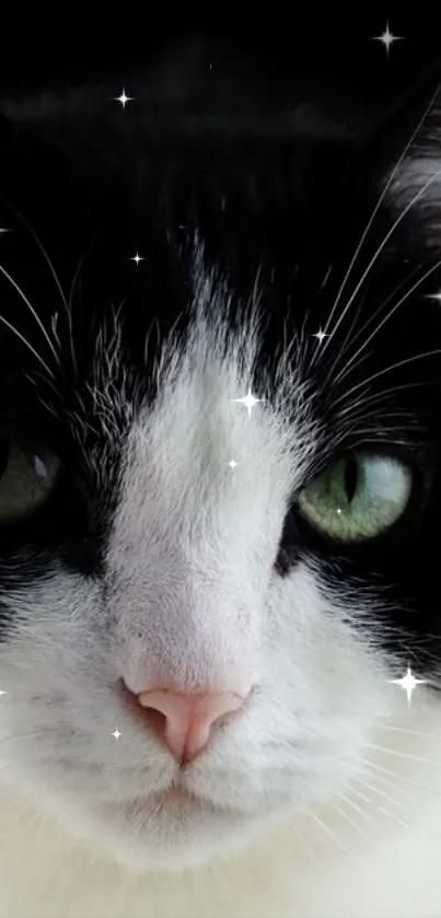 Head Cat Eye Live Wallpaper