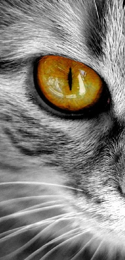 Head Cat Felidae Live Wallpaper