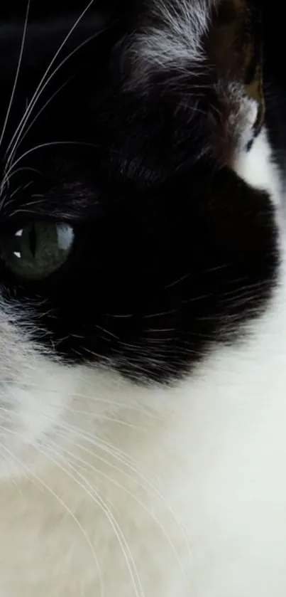 Head Eye Cat Live Wallpaper