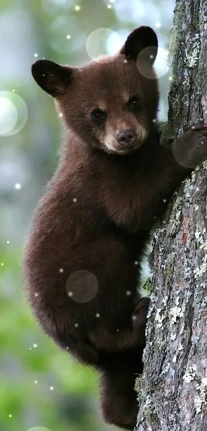 bear Live Wallpaper