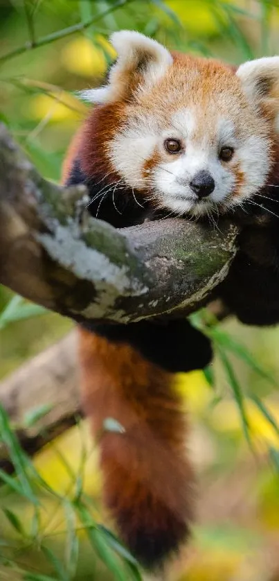 Head Red Panda Eye Live Wallpaper