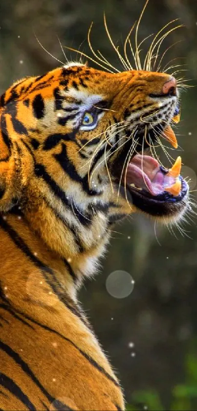 Head Roar Bengal Tiger Live Wallpaper