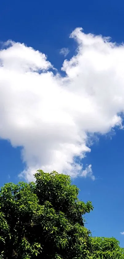 Heart-shaped cloud in vibrant blue sky over green trees.