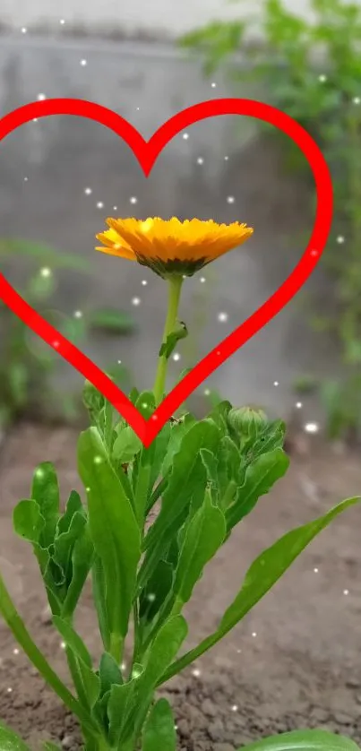 A vibrant flower framed by a red heart, set against lush green leaves.