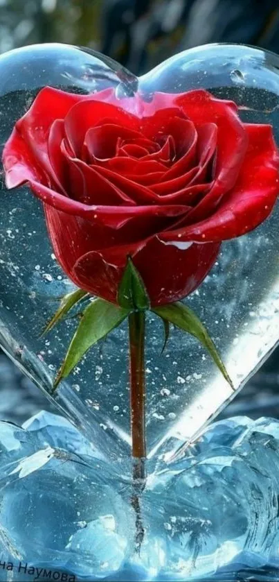 Red rose in heart-shaped ice sculpture.