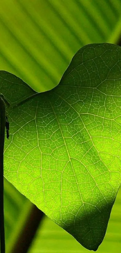 Heart-shaped leaf with vibrant green texture.