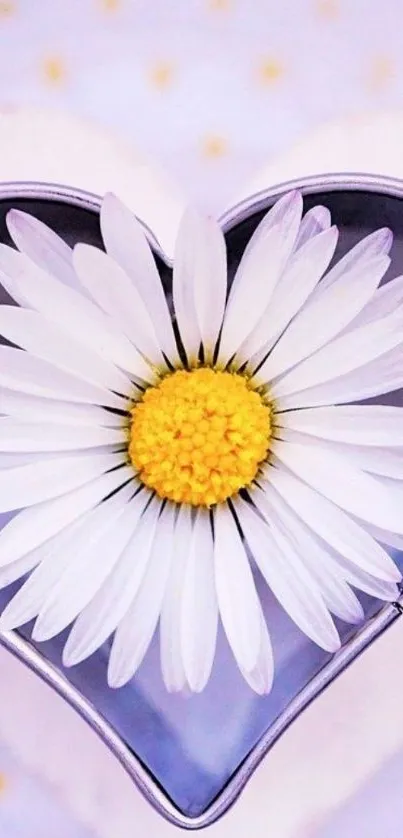 Daisy flower in a heart-shaped metallic frame with a pastel background.