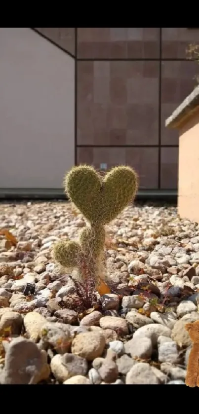 Heart-shaped cactus amid pebbles, mobile wallpaper.