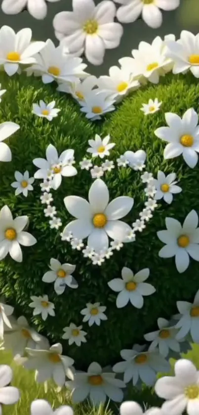 Heart-shaped arrangement of daisies on a green background.