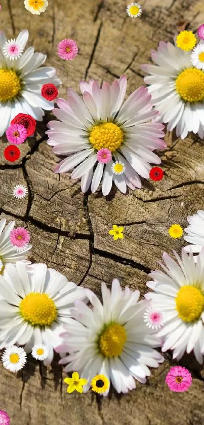 Heart-shaped daisy arrangement on wood stump background.