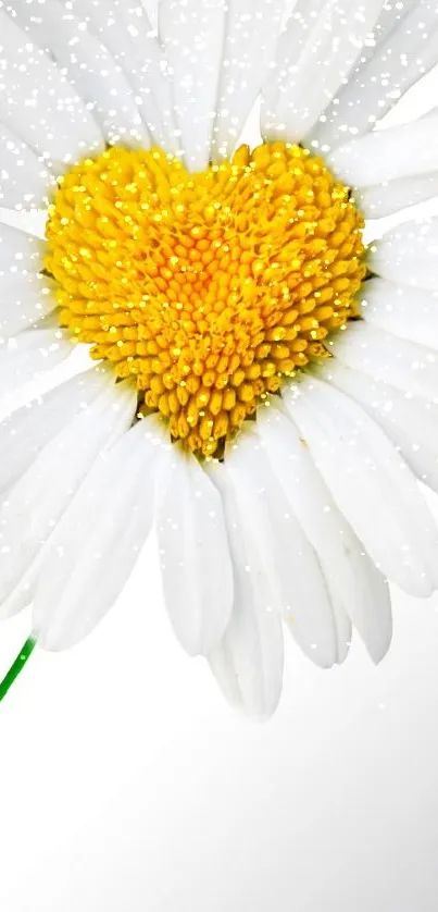 White daisy with a yellow heart-shaped center on a mobile wallpaper.