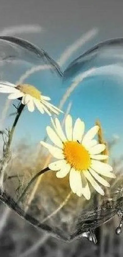 Heart-shaped glass encases daisies, set against a blue sky and field backdrop.