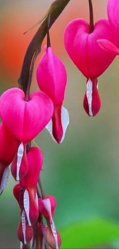 Heart-shaped pink flowers with blurred green background.