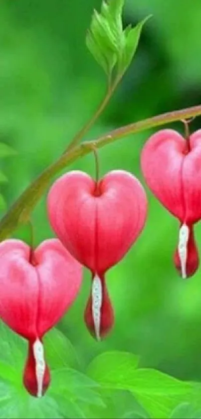 Heart-shaped pink flowers on vibrant green leaves.