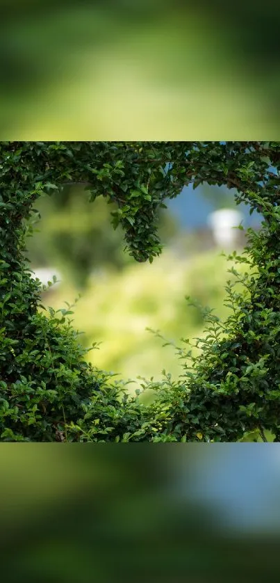 Heart-shaped foliage in lush green tones.