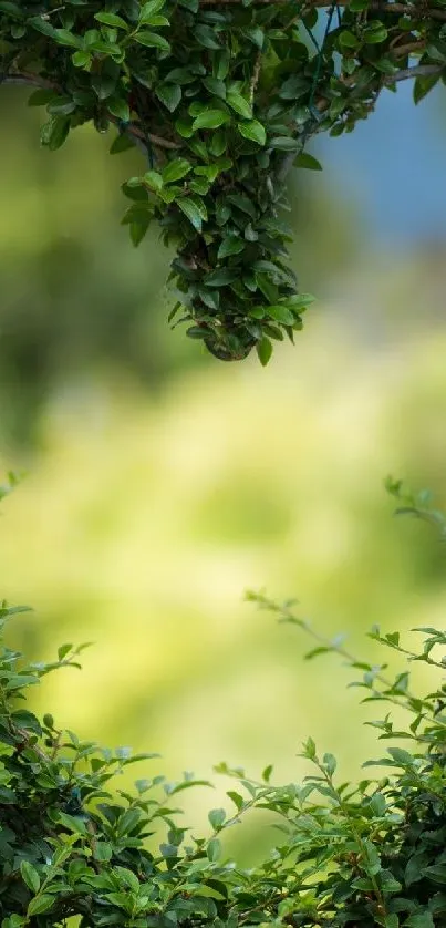 A lush green heart-shaped opening in foliage revealing nature.