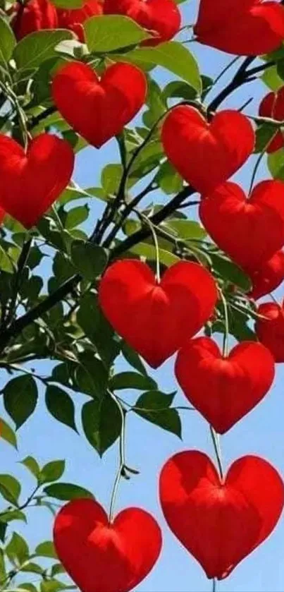 Heart-shaped red leaves on a tree with a blue sky background.