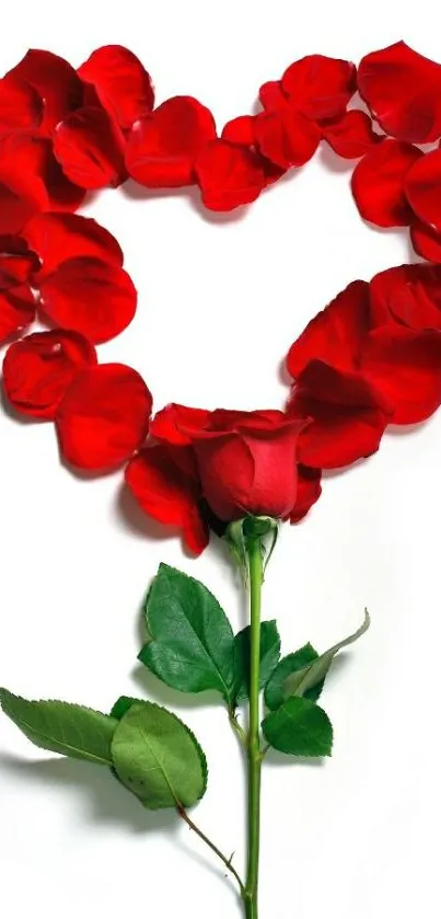 Heart made of red rose petals with a full rose below on white background.