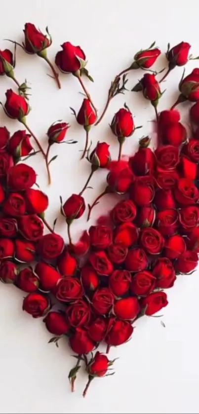 Heart-shaped red roses arranged on white background.