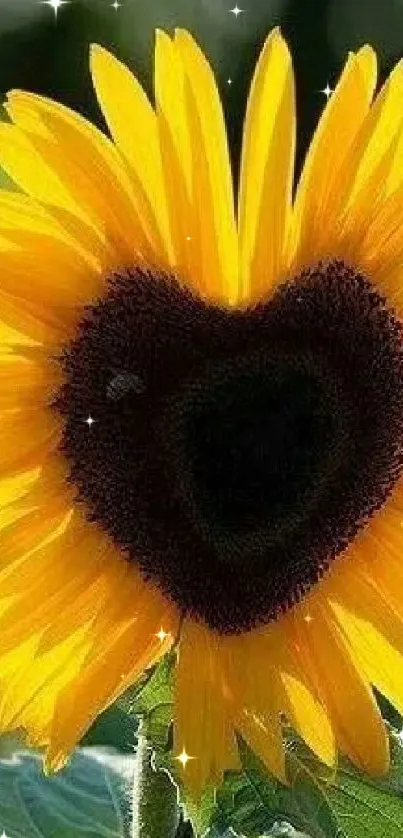 Sunflower with heart-shaped center in vibrant yellow hues.