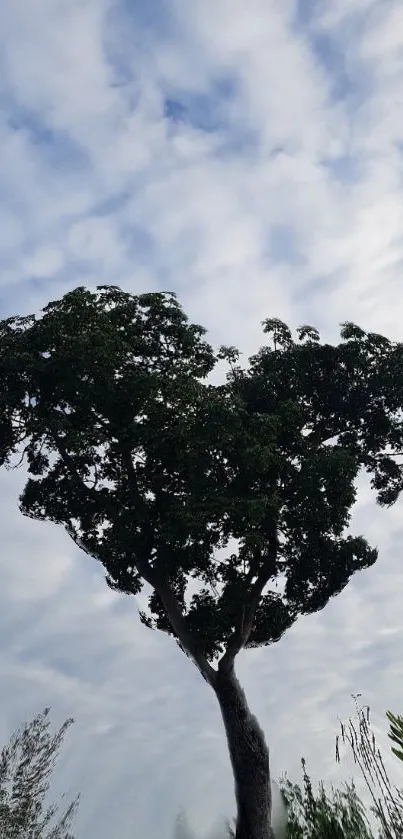 Heart-shaped tree against a cloudy blue sky.